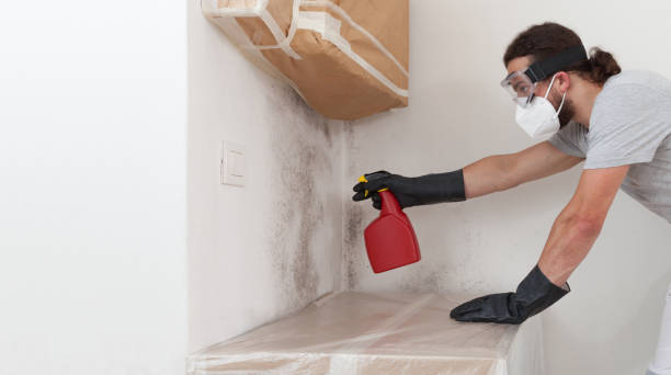 Professional Basement Mold Removal technician working in Rockford, IL