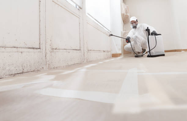 24/7 Emergency Basement Mold Removal experts in Rockford, IL