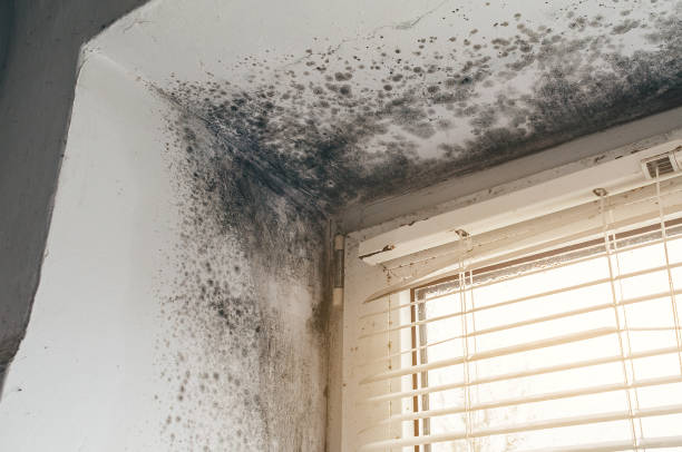 Affordable Basement Mold Removal solutions in Rockford, IL