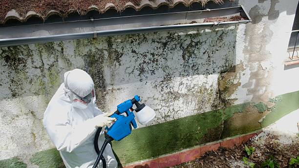 Top rated local Basement Mold Removal specialists in Rockford, IL